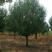 八棱海棠樹(shù)領(lǐng)跑中國(guó)苗木市場(chǎng)