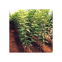 供應(yīng)優(yōu)質(zhì)優(yōu)良山西核桃苗 山西品種核桃苗