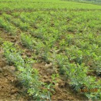 獨(dú)特嫁接棗苗