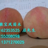 2013年溫州阜陽(yáng)桃樹苗有哪些新品種