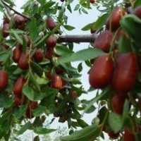 優(yōu)質(zhì)棗苗