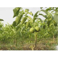 供應(yīng)山西優(yōu)質(zhì)核桃苗，核桃苗，核桃苗