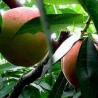 供應(yīng)桃樹苗