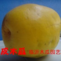 光皮木瓜。皺皮木瓜，觀賞木瓜，木瓜海棠，木瓜種子