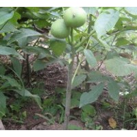 2013山西核桃苗便宜 核桃苗價(jià)廉快來選購