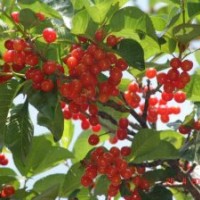 煙臺(tái)一號(hào)櫻桃苗