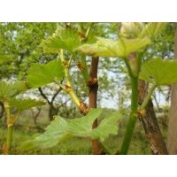 早熟蜜莉葡萄苗