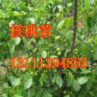 山西核桃苗價格 核桃樹價格 核桃苗哪里有核桃苗圖片