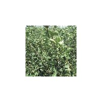 供應(yīng)300萬株山楂苗（歪把紅山楂苗、紅棉球山楂苗、大金星山楂苗