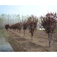 河北昌黎縣出售桃樹苗,紫葉李,紅碧桃
