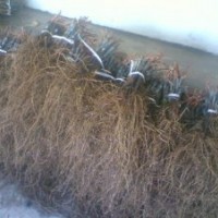 供應西拉酒葡萄苗