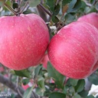 出售蘋果苗23456公分