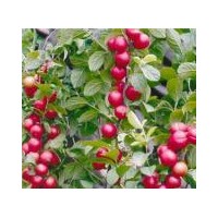 山西民生苗圃特供優(yōu)質(zhì)品種核桃苗100萬株