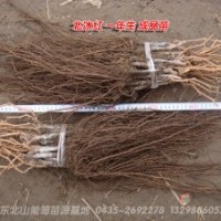 東北優(yōu)質(zhì)山葡萄種苗
