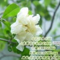 山東菏澤市牡丹區(qū)科協(xié) 大型牡丹石榴基地獨(dú)家供應(yīng)