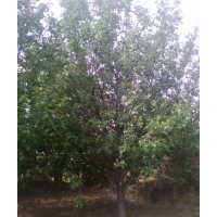 八棱海棠|八棱海棠樹|八棱海棠種子|八棱海棠籽|河北好運八棱海棠