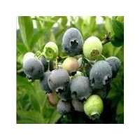 藍(lán)莓基地//藍(lán)莓種植技術(shù)