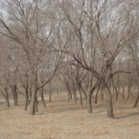 山楂樹(shù)，蘋果樹(shù)