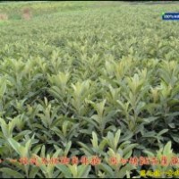 枇杷苗|枇杷嫁接苗|大五星枇杷苗|價格