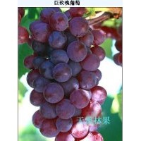 長(zhǎng)春出售葡萄苗，佳木斯哪有出售葡萄苗的，牡丹江葡萄苗