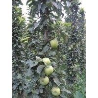 柱狀蘋(píng)果苗，紅富士蘋(píng)果苗