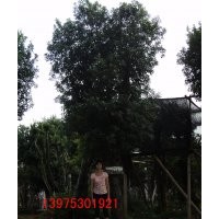 長沙喬木公司供應楊梅樹-湖南移栽楊梅樹價格-楊梅新品種批發(fā)基地