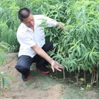 大量供應(yīng)實(shí)生桃樹苗，嫁接桃樹苗