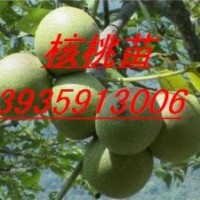 杏樹苗 桃樹苗 蘋果苗 核桃苗 山楂苗
