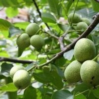 成年供應(yīng)國(guó)槐白皮松側(cè)柏