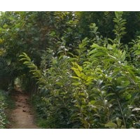 【板栗苗】0.8——2.0徑板栗苗