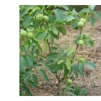 供應(yīng)山西香玲核桃苗 清香核桃苗 山西香玲核桃苗多少錢一株