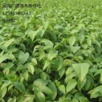 核桃苗出售、2年生、3年生核桃苗價格優(yōu)惠供應(yīng)