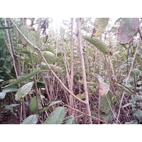 桃樹苗.蘋果苗.五角楓.北欒苗