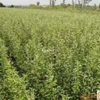 蘋果苗 山楂苗 櫻桃苗