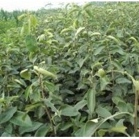 梨樹苗3-8公分梨樹山西梨樹苗山西梨樹苗批發(fā)