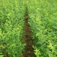 杏樹苗3-8公分杏樹山西杏樹苗產(chǎn)地山西杏樹苗批發(fā)