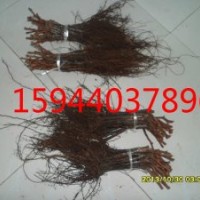 吉林德惠茉莉香葡萄苗遼寧夏黑葡萄黑龍江葡萄苗