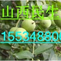 大小核桃苗/大小成品核桃苗/大小實生核桃苗