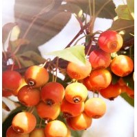 東北寒富蘋果苗 123果苗