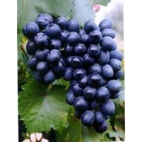 葡萄苗美人指葡萄苗，夏黑葡萄苗，紅乳葡萄苗，黑美人葡萄苗