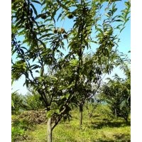 板栗苗、板栗樹苗、華光板栗苗、黃棚板栗苗