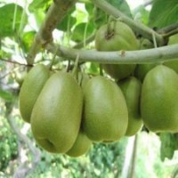 庭院攀援果樹苗獼猴桃苗世界水果之王獼猴桃樹苗包結(jié)果苗