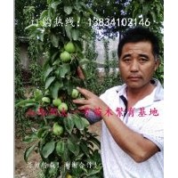 供應(yīng)柱狀蘋果苗