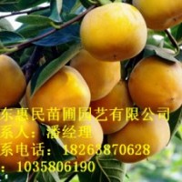 供應(yīng)山東泰安柿子苗 1-3公分 自家種植 占地用