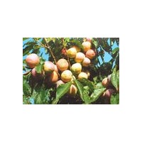 供應核桃苗 蘋果苗 山楂苗 棗樹苗 柿子苗 櫻桃苗