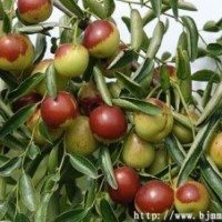 2014春季棗樹 刺槐 山杏樹 山楂樹 梨樹 蘋果樹 李子樹 京桃等苗