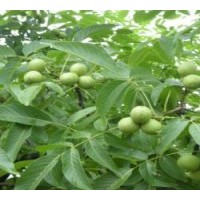 山西核桃苗價格-嫁接核桃苗價格