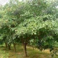 山楂樹苗 3公分山楂樹 5公分山楂樹 8公分山楂樹