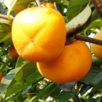 日本甜柿苗，無核方柿苗，斤柿苗，及大樹