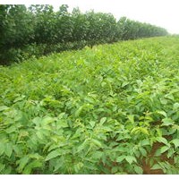 核桃苗 供應(yīng)優(yōu)質(zhì)嫁接核桃苗